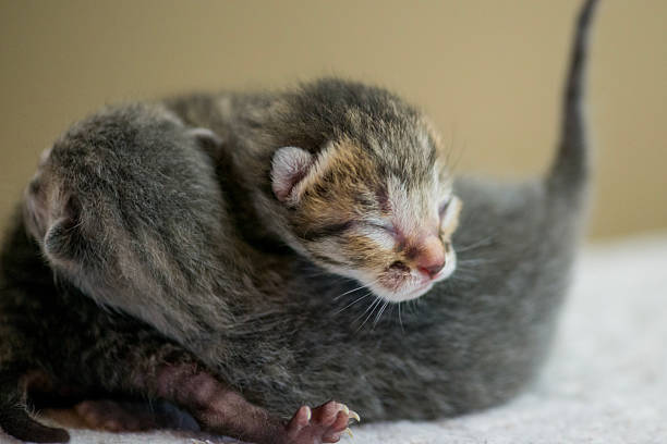istock Adorable Newborn Kittens Resting Close Together in Soft Cozy Bedding Setting 2243054307