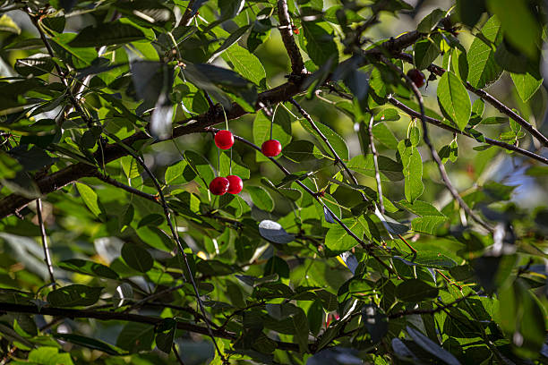 Bright red cherries hang from a branch, dappled in sunlight against a background of dense green leaves. This idyllic scene captures the simple beauty of fresh, ripening fruit in a summer garden.