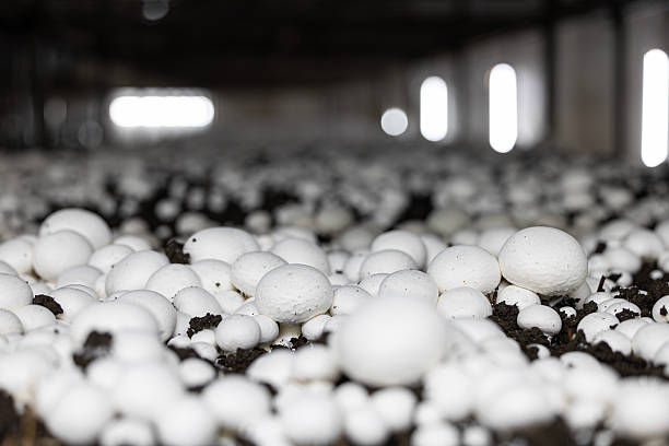 istock A dense bed of fresh white button mushrooms growing in a dark, controlled farm environment. This low-angle view highlights the industrial scale of modern fungi cultivation. 2243055318