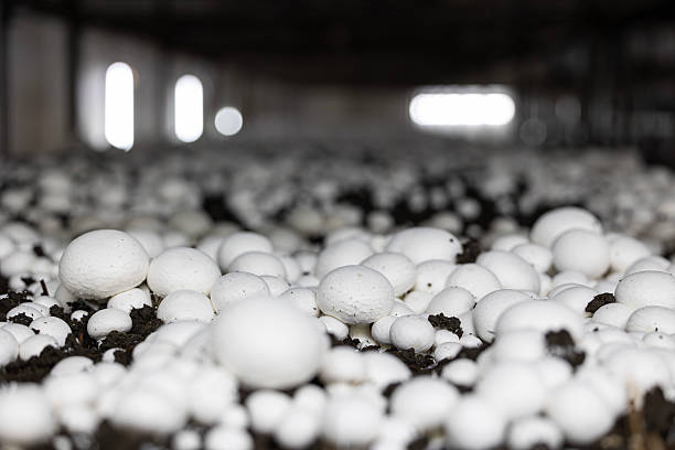 istock A dense bed of fresh white button mushrooms growing in a dark, controlled farm environment. This low-angle view highlights the industrial scale of modern fungi cultivation. 2243055319