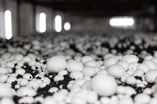 istock A dense bed of fresh white button mushrooms growing in a dark, controlled farm environment. This low-angle view highlights the industrial scale of modern fungi cultivation. 2243055322