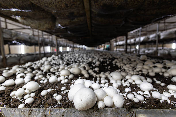 istock A selective focus shot of white button mushrooms growing on long, plastic-wrapped beds at a commercial farm. This industrial-scale operation highlights the modern process of fungi cultivation. 2243055344