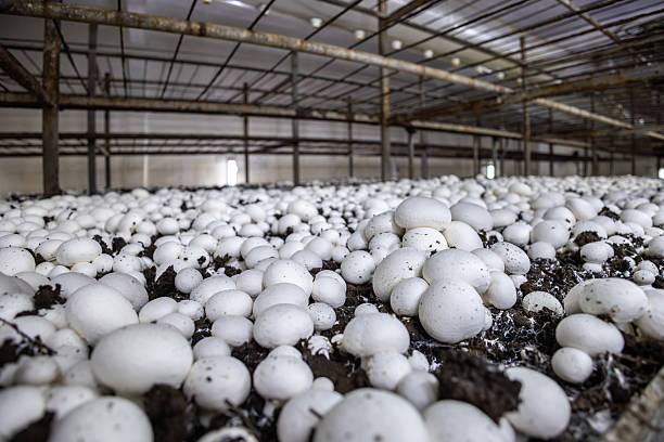 istock A dense bed of fresh white button mushrooms growing in a dark, controlled farm environment. This low-angle view highlights the industrial scale of modern fungi cultivation. 2243055407