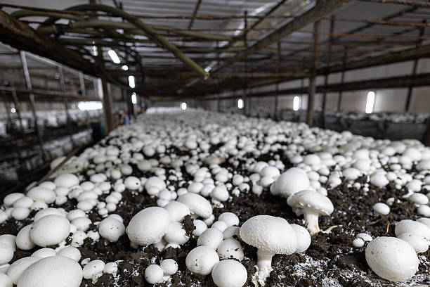 istock A dense bed of fresh white button mushrooms growing in a dark, controlled farm environment. This low-angle view highlights the industrial scale of modern fungi cultivation. 2243055420