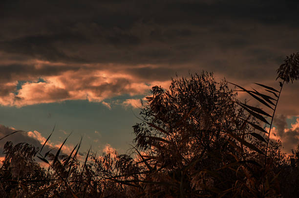 A dramatic and moody landscape photo capturing the sunset or twilight hour. Intense, turbulent clouds are illuminated by deep orange and peach light, contrasting sharply with the dark, silhouetted foreground of marsh grasses and tree branches below.
