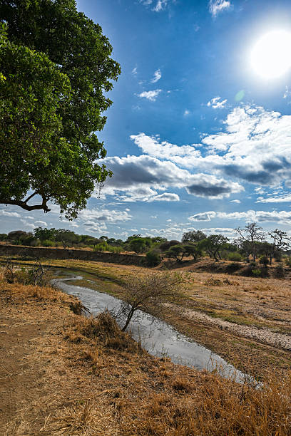 istock Dry Riverbed in African Savannah Under Bright Sunlight 2243055553