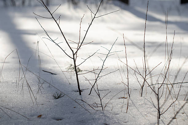 istock Delicate bare twigs emerge from sparkling snow, casting long shadows in the bright winter sunlight. This highlights the minimalist beauty and resilience of nature during the cold season. 2243056421