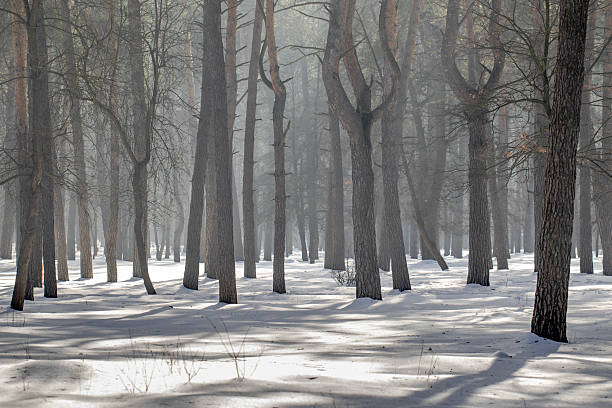 Long shadows stretch across the snow in a tranquil pine forest, with haze filtering the sunlight between the trees. The atmospheric scene captures the quiet, peaceful beauty of a winter morning.