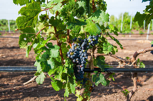 istock Vineyards at sunset in autumn harvest 2243060263