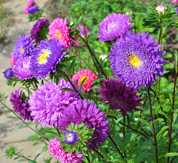 In late summer and autumn, garden asters grow in flower beds
