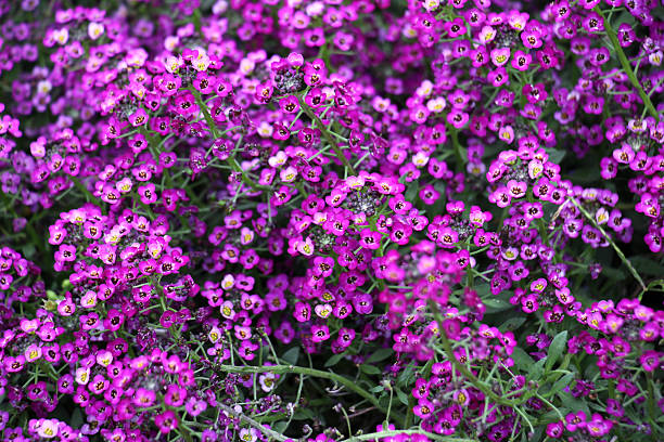 istock Lobularia blooms on a flower bed 2243061094