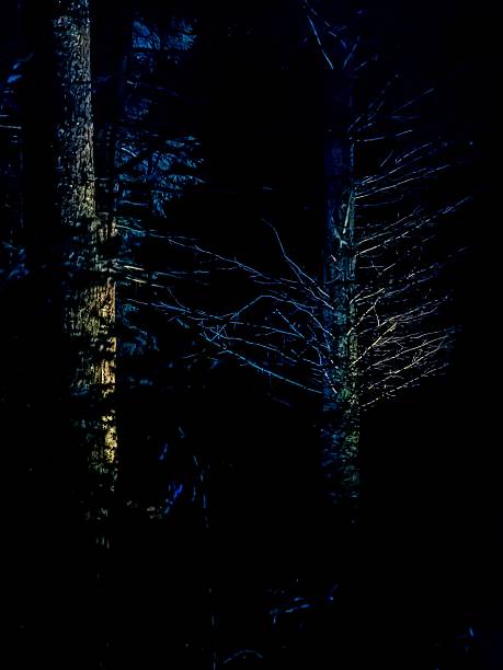 istock Green & Yellow Christmas Lights Illuminating Forest. 2243061128