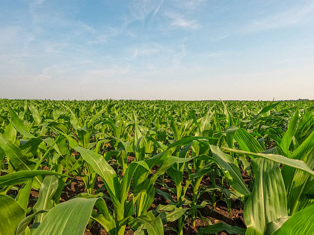 istock Healthy Young Corn Plants in an Agricultural Field 2243063145
