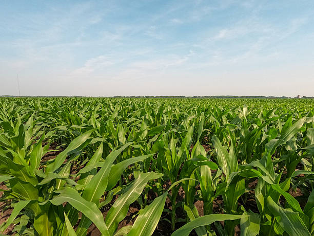 istock Healthy Young Corn Plants in an Agricultural Field 2243063160