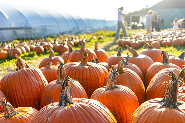 Closeup of ripe orange pumpkins in a pumpkin patch on a rural farm with an anonymous family in the background picking pumpkins for Halloween