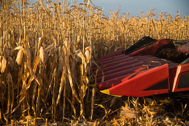 On the field, the ripe harvest is collected with the help of a combine harvester