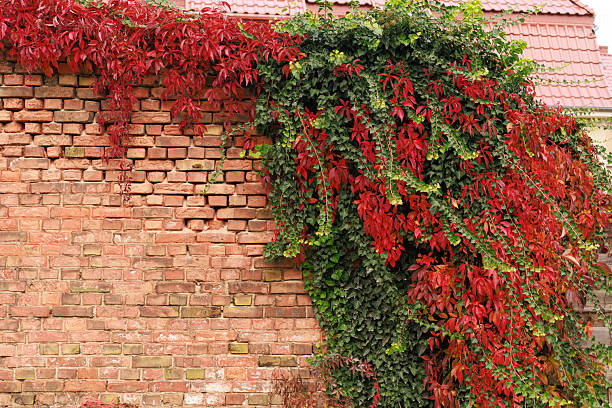Virginia creeper (Parthenocissus quinquefolia) and ivy covering an old brick wall with vibrant red and green leaves. Concept for contrast, nature reclaiming architecture, and autumn beauty.