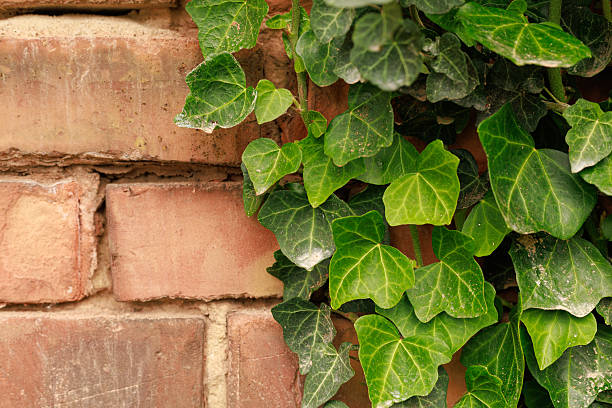 istock Green ivy leaves on brick wall close-up 2243066749