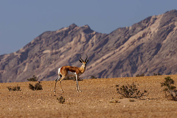 Springbok or springbuck Antidorcas marsupialis, slender, long-legged antelope found mainly in south and southwest Africa, genus Antidorcas, sunset in Namibian coast mountains in Dorob National Park.