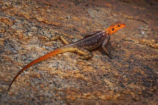 istock Namib rock agama Agama planiceps agamid lizard native to granite rocky outcrops in northwestern Namibia and southwestern Angola, males in orange and blue colours, females in brown 2243067673