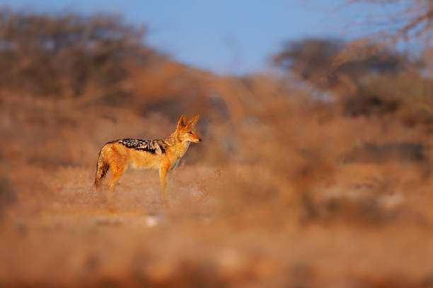 istock Black-backed Jackal - Canis mesomelas  or saddle-backed, grey, silver-backed, red, and golden jackal, canid native to two areas of Africa, very ancient species, walking in Etosha in Namibia 2243068007