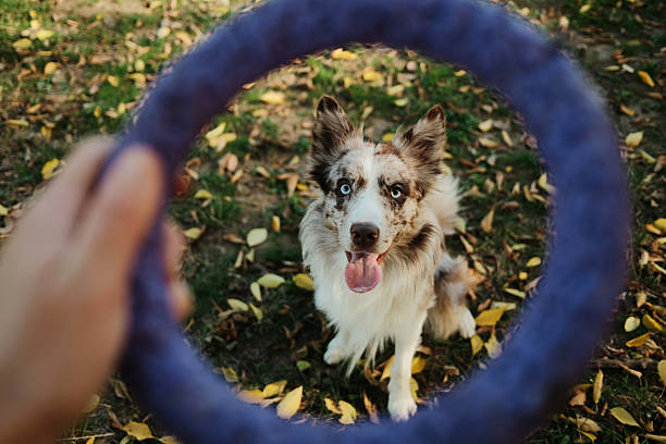 Red merle Border Collie sitting on grass and looking through a purple puller ring, ready to play in autumn park. Happy playful pet outdoor concept