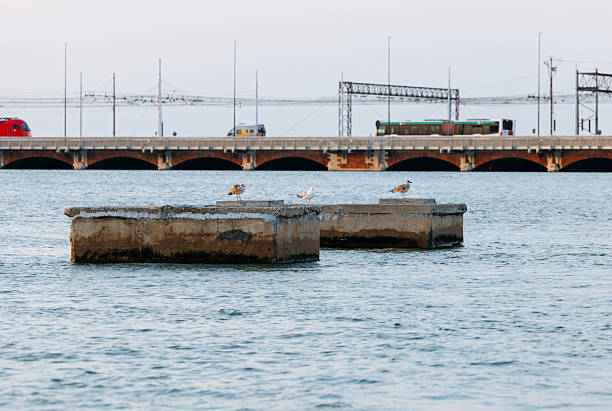Venice, Italy - June 23, 2025: Seagulls are perched on a concrete pier surrounded by calm waters, with a bridge and vehicles in the background