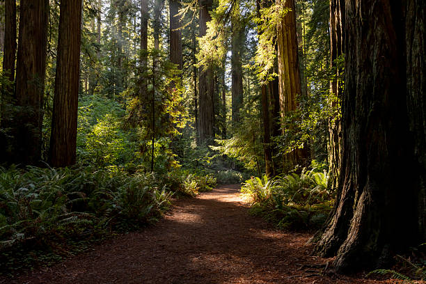 istock Redwood National and State Park 2243075148