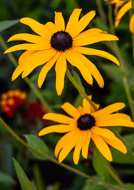 istock Rudbeckia Flowers 2243077335
