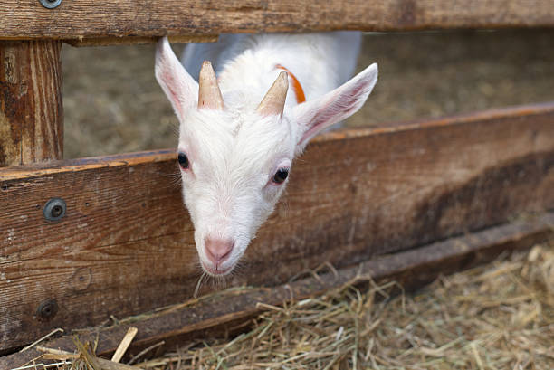 istock Curious goat kid in a barn looking into the camera 2243077789