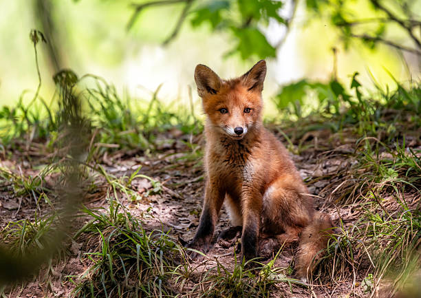 istock A cute red fox cub walking through the forest on a spring day 2243082643