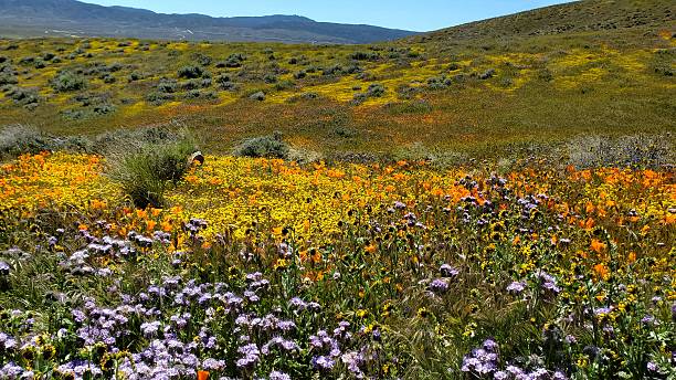 istock Field of Poppies 2243082827