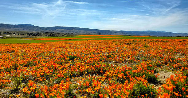 California Golden Poppies during springtime super bloom.
