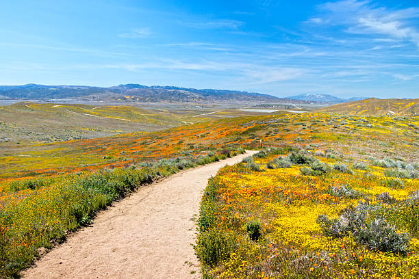 istock Field of Poppies 2243083338