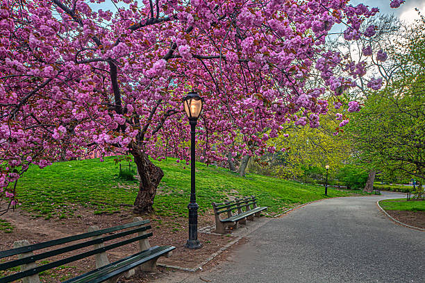 istock Central Park in spring, flowers in bloom 2243084192