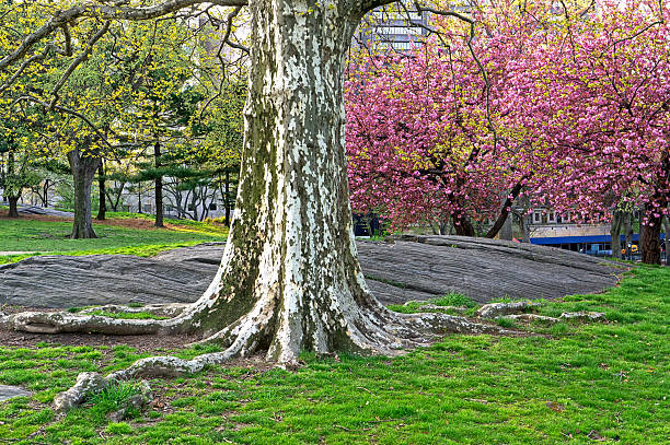 Spring in Central Park, New York City, early morning with flowering trees