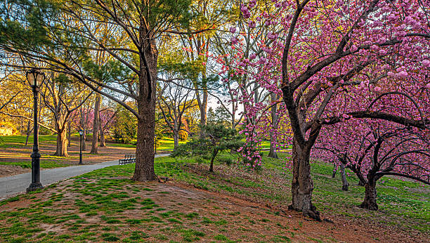 istock Central Park in spring, flowers in bloom 2243084242