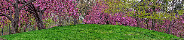 Spring in Central Park, New York City, early morning with flowering trees