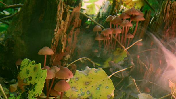 Group of mushrooms growing on forest floor with mist