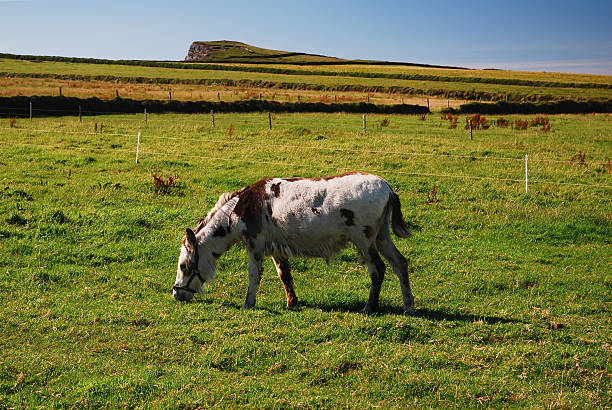 istock Horse, Kerry Cliffs, County Kerry, Ireland 2243088875