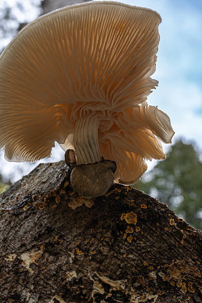 istock Mushrooms with moist-looking caps growing in clusters on a tree stump. 2243089067