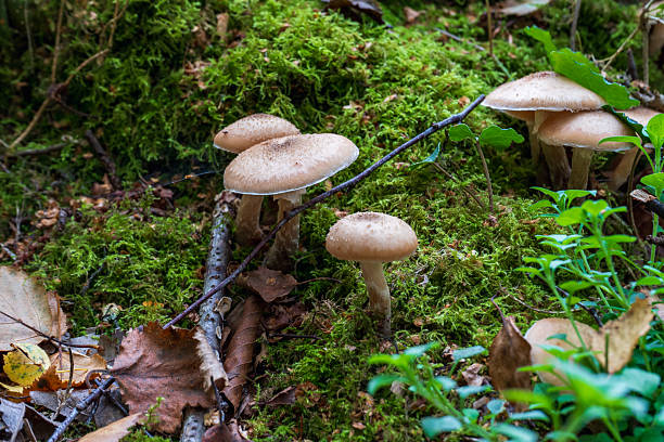 istock Mushrooms growing on a mossy forest floor. 2243089105