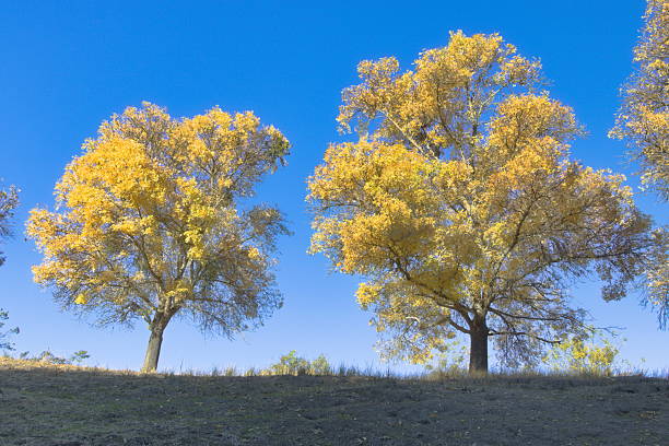 Arizona Ash trees put on a golden fall color show come November