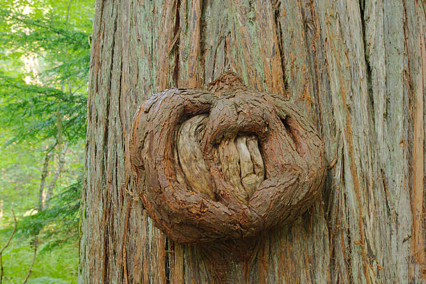 Close-up of a weathered tree trunk featuring a prominent burl and rugged bark textures. The natural woodland setting conveys age, growth, and the beauty of forest resilience.