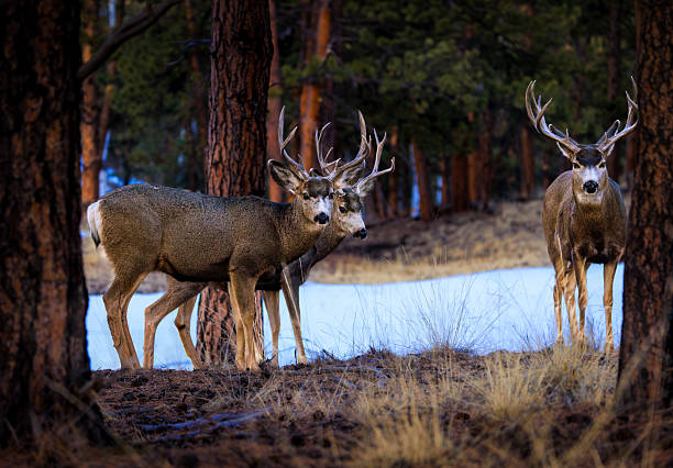 Group of three alert mule deer bucks with antlers standing in a tranquil snowy winter ponderosa pine tree forest setting in the Wet Mountains, Colorado, USA.