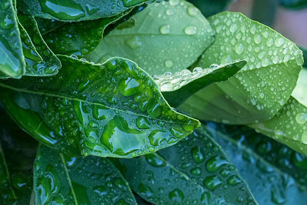 istock Leaves of an orange tree with raindrops 2243095932