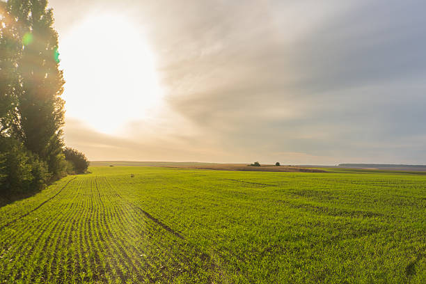 istock Sunlit Green Field with Trees and Bright Sky 2243096002