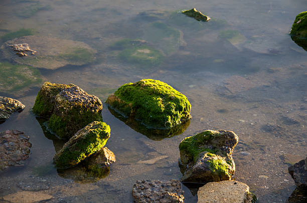Close-up view of large rocks covered in thick, brilliant green moss and algae, partially submerged in shallow, translucent water near a shoreline. Warm, golden hour light highlights the textures and reflections.