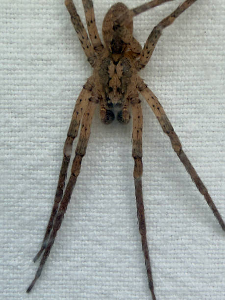istock Macro photo of a Nosferatu spider (Zoropsis spinimana) on a white surface 2243097133