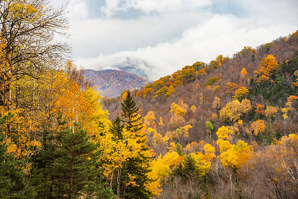 This is a photograph of the tree covered Adirondack Mountains with a mix of Evergreen trees and deciduous trees that have changed color for the season on an overcast October day in Keene Valley, New York.